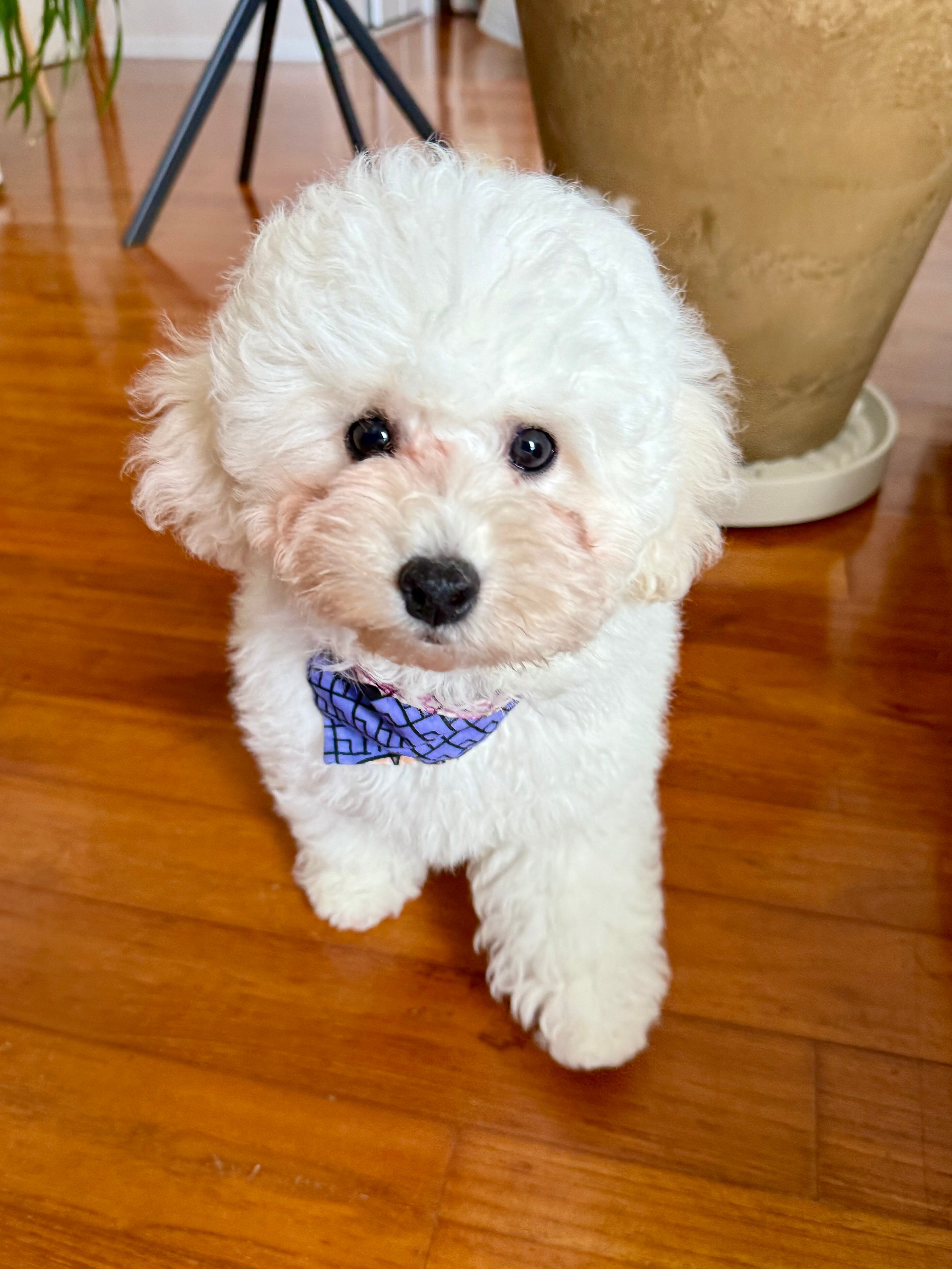 ドッグスカーフM