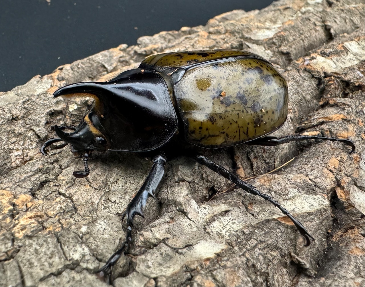 【WF2】《モロンオオカブト 60mm B品ペア》