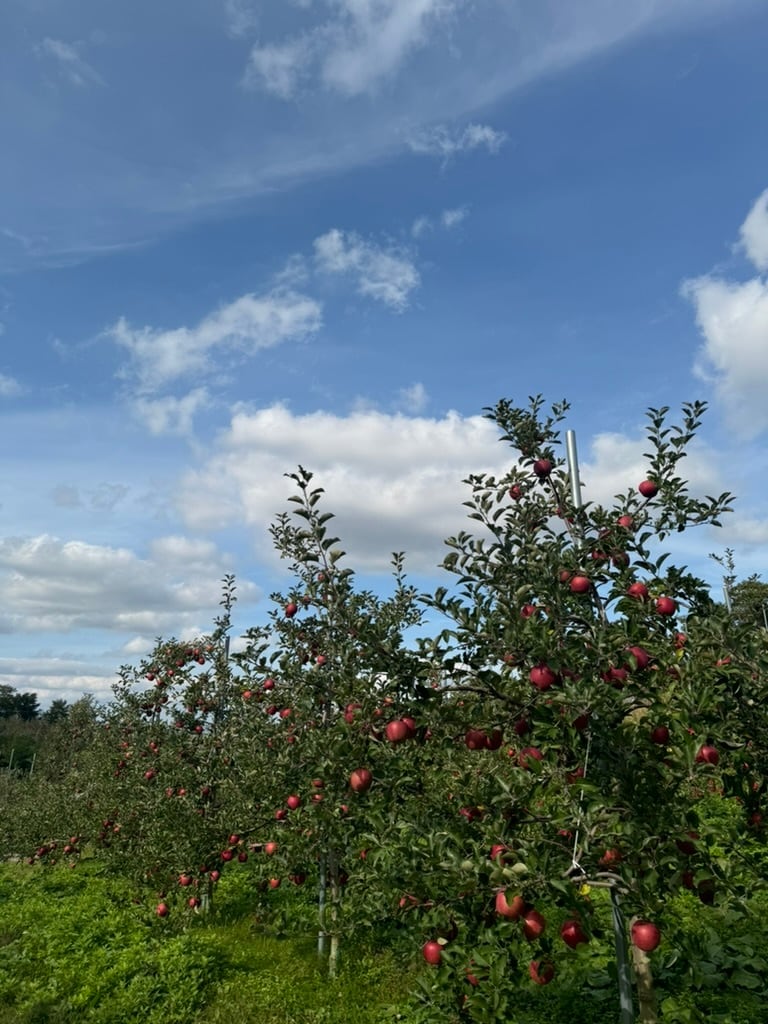 シナノゴールド＆葉取らずコスモふじ家庭用　2kg