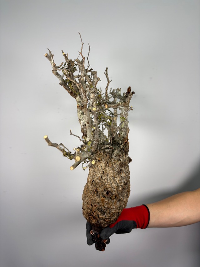 F145 現地発根株 オペルクリカリア パキプス 6/15 入荷 Operculicarya pachypus 塊根植物 現地球