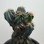 Cereus hildmannianus f. monst【セレウス・岩石獅子】
