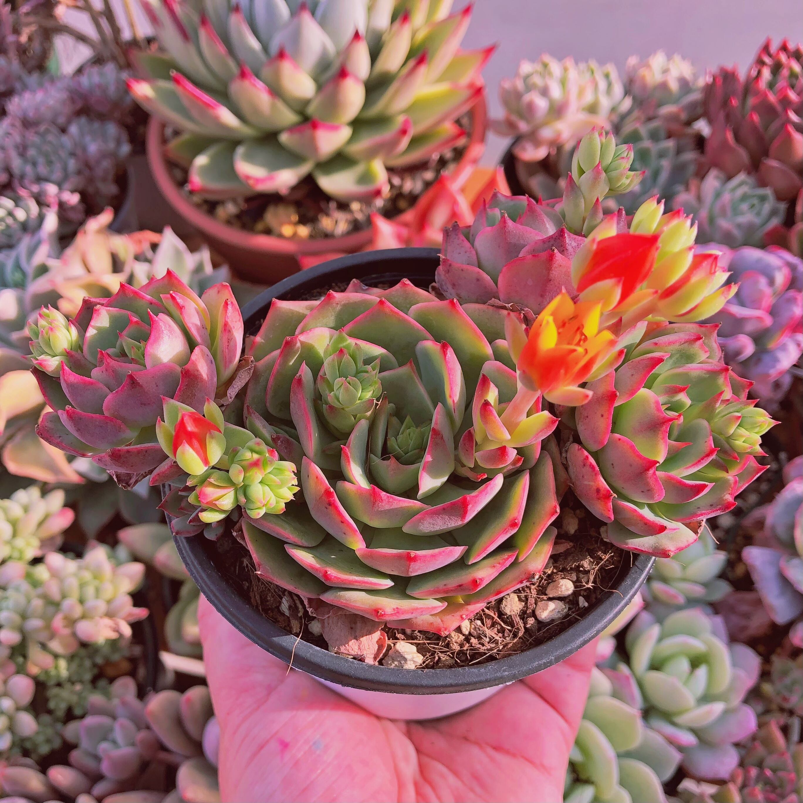 現物 多肉植物 ラテ 大群生 | るる農園~多肉植物専門