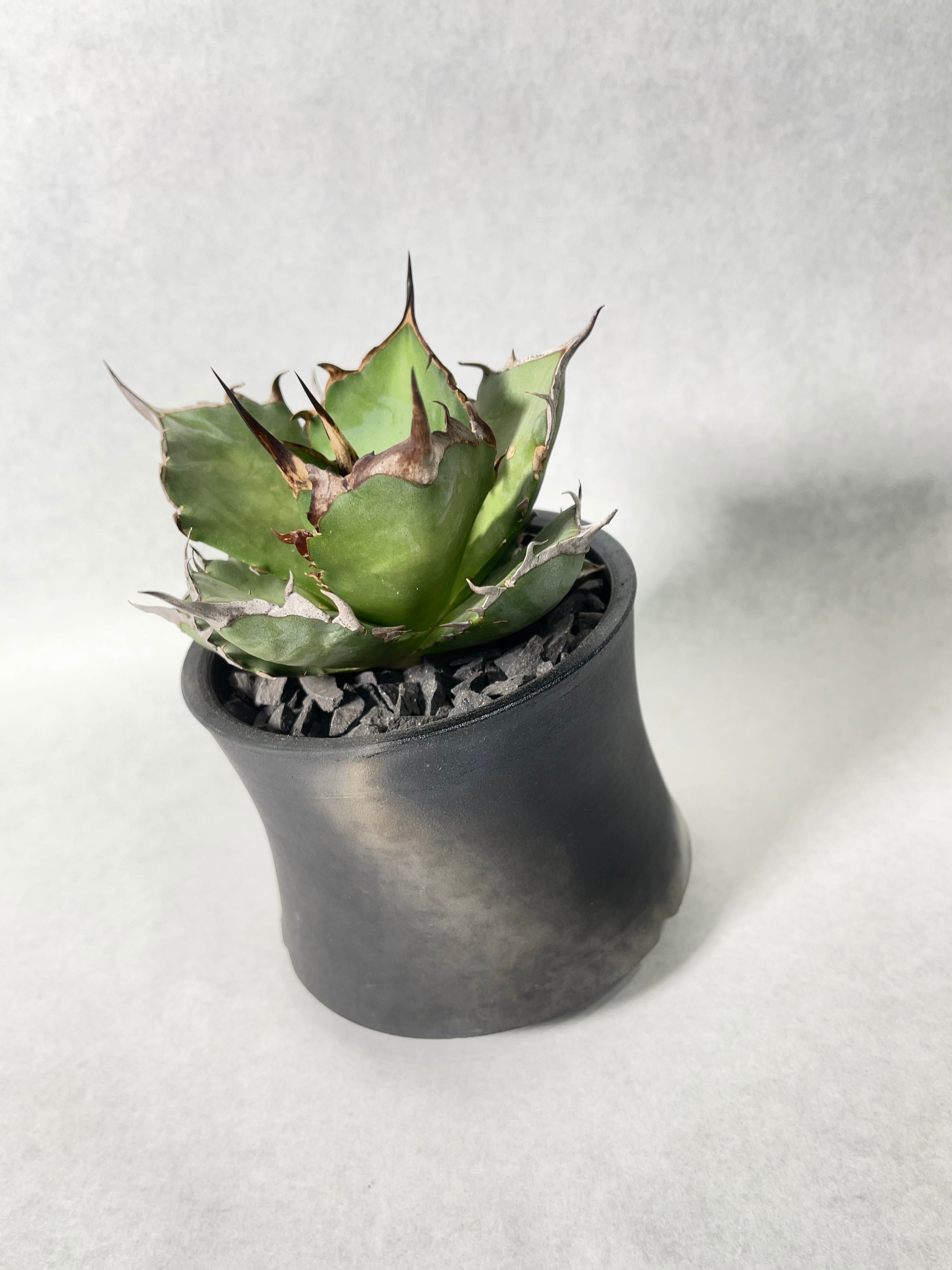 アガベ・ハデス | trigger