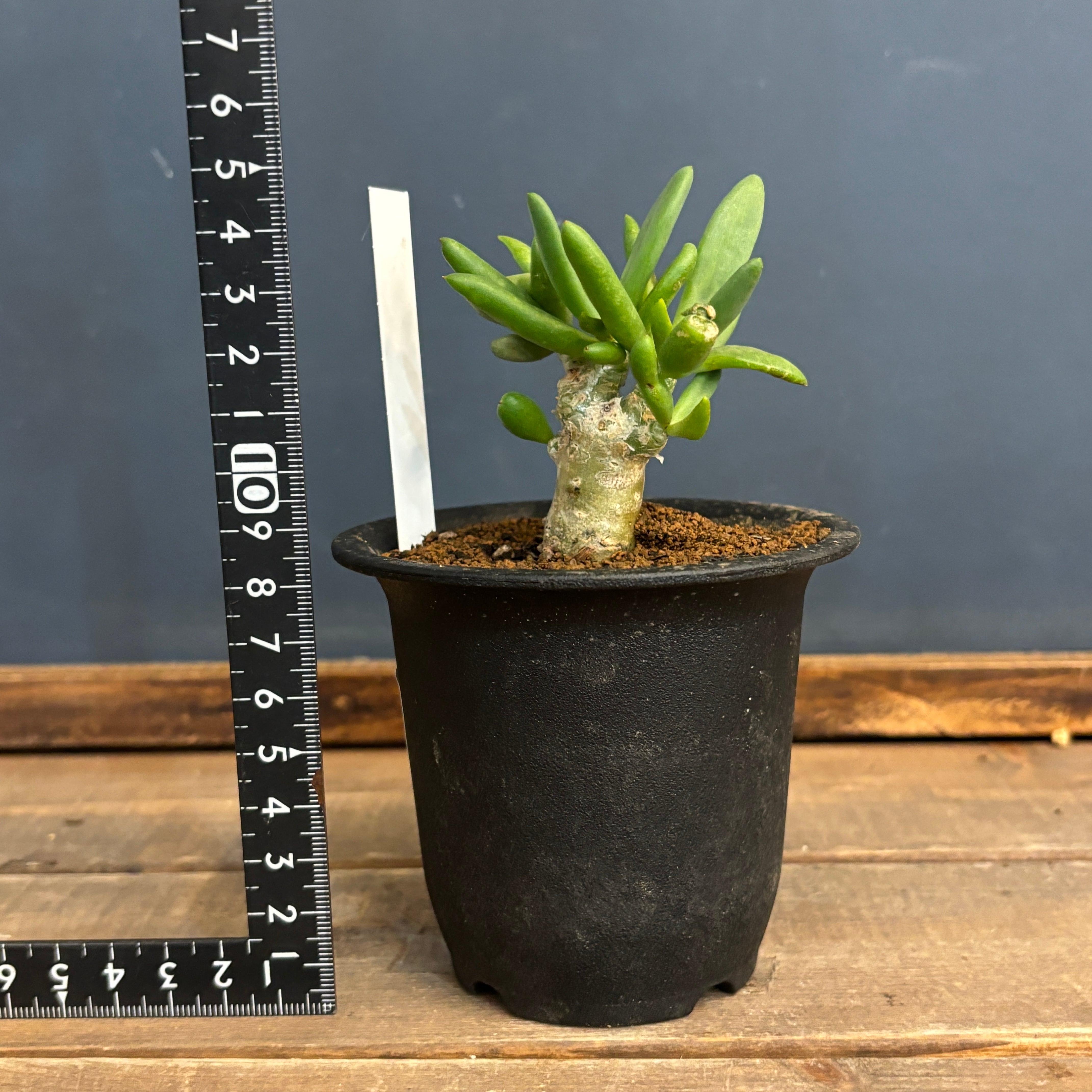 チレコドン レティキュラータス 万物想【999】 | PROTOLEAF プロトリーフ