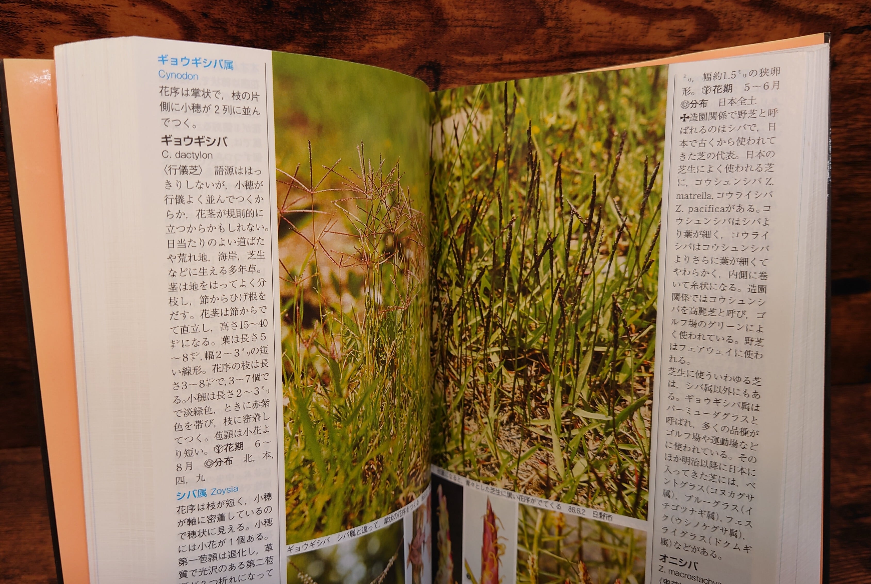 野に咲く花 山に咲く花（山渓ハンディ図鑑1・2）増補・改訂・新版＜DNA