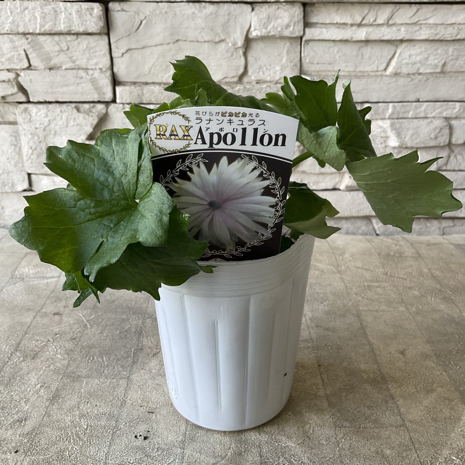 ラナンキュラス ラックス 選べる17種 | 橋本種苗園