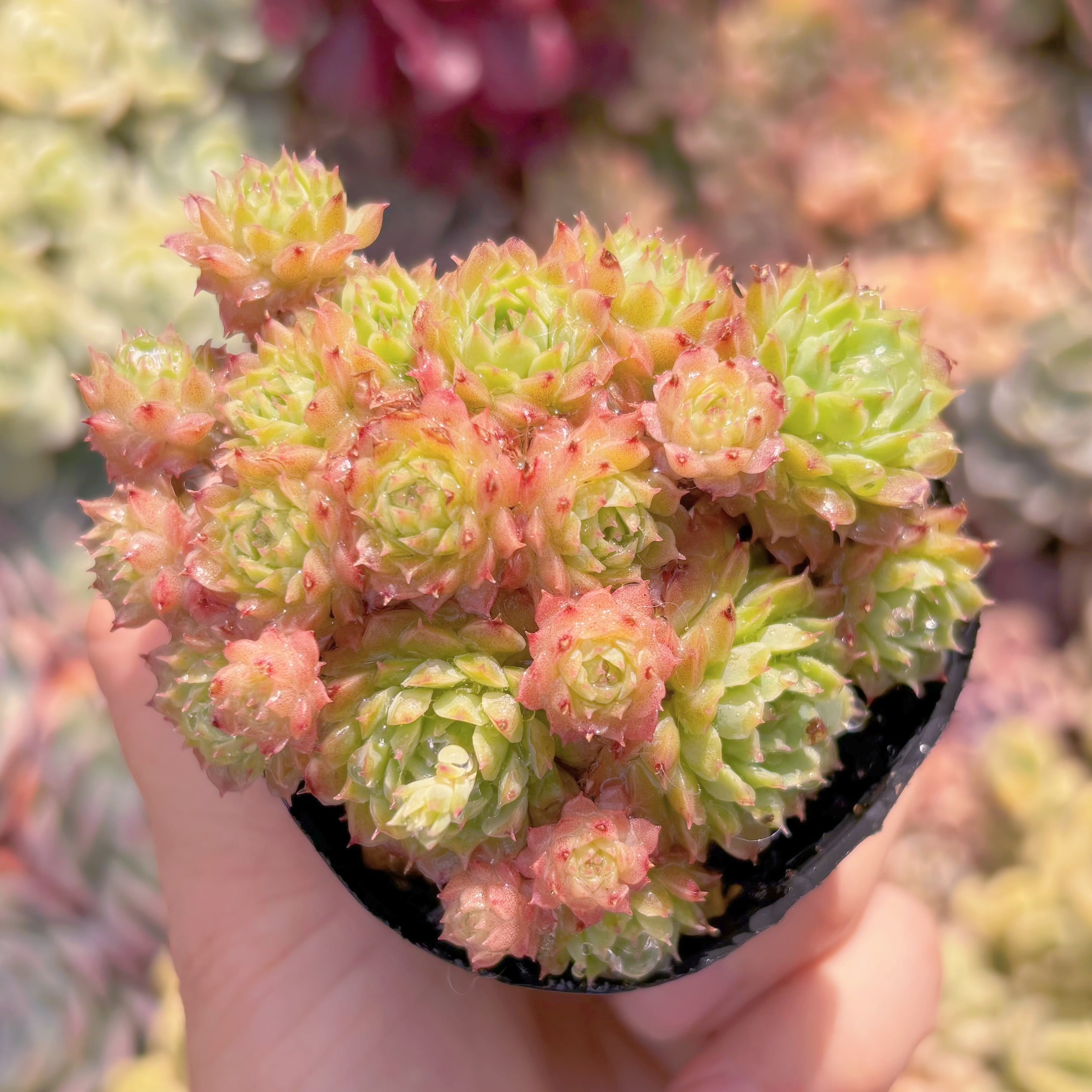 現品　リトルレッドボート#B73　群生　るる農園