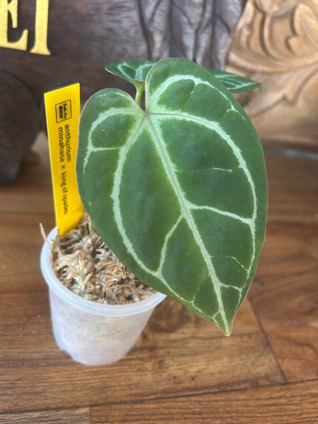 アンスリウム king of spaeds✕Redcrytallinum （アンスリウム キング  