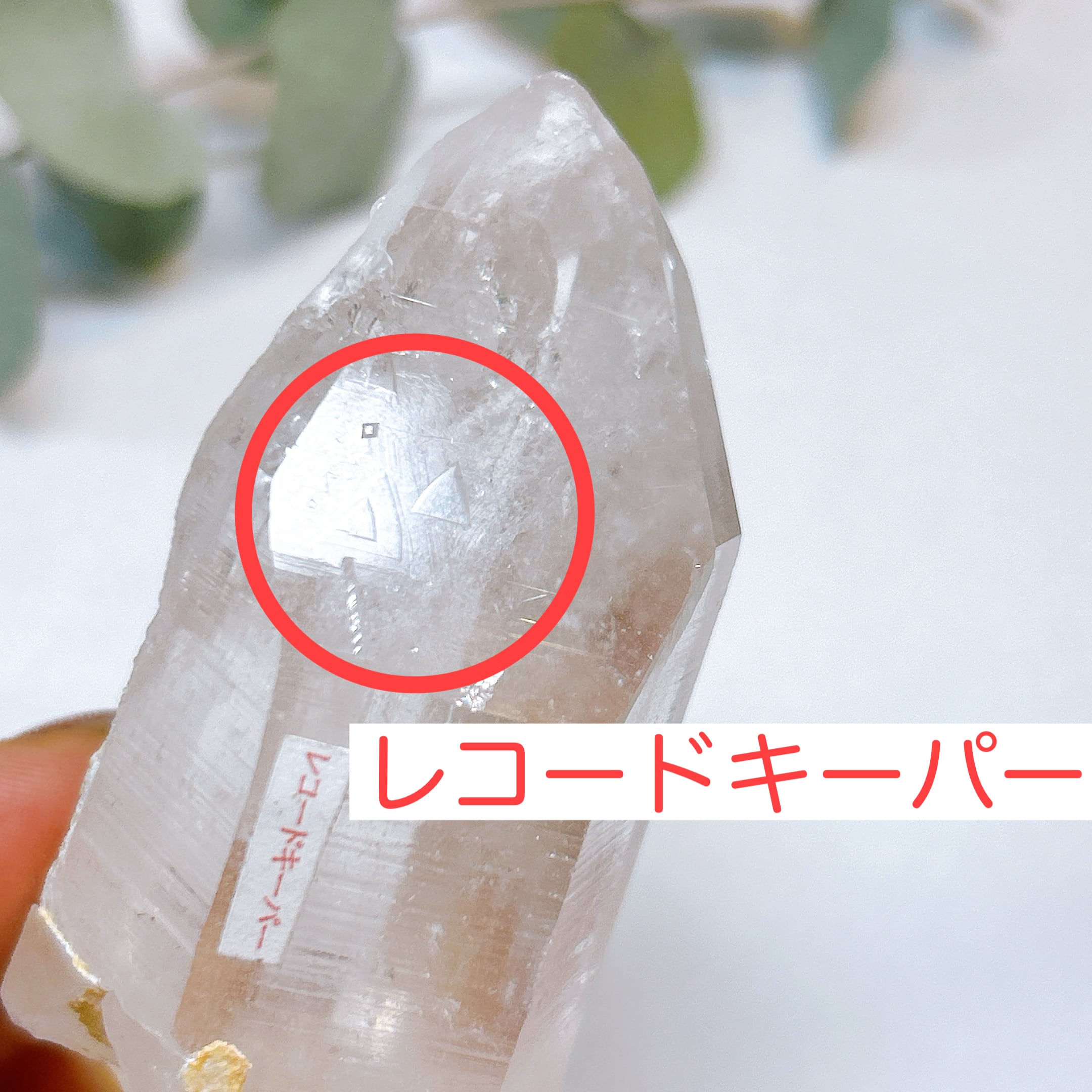 レコードキーパー△ ヒマラヤ マニハール産 水晶 クリスタル クラスター 原石 19268】ヒマラヤ水晶 レコードキーパー マニハール産 水晶クラスター