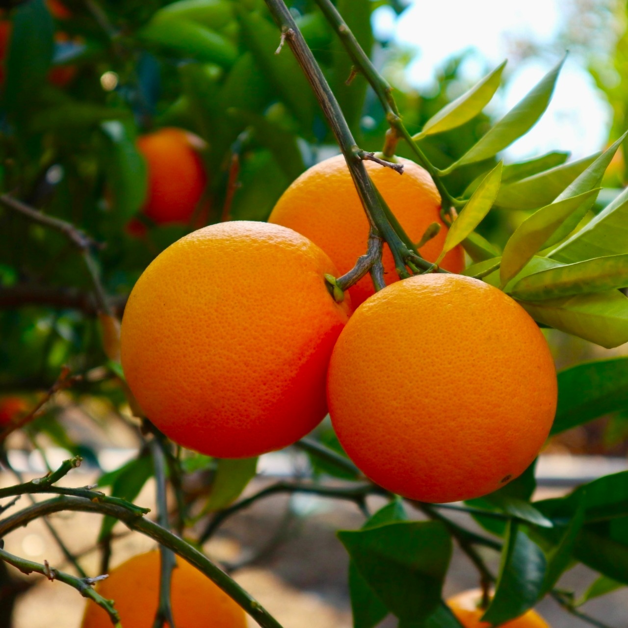 京都フレグランス　バレンシアオレンジ FCF・エッセンシャルオイル