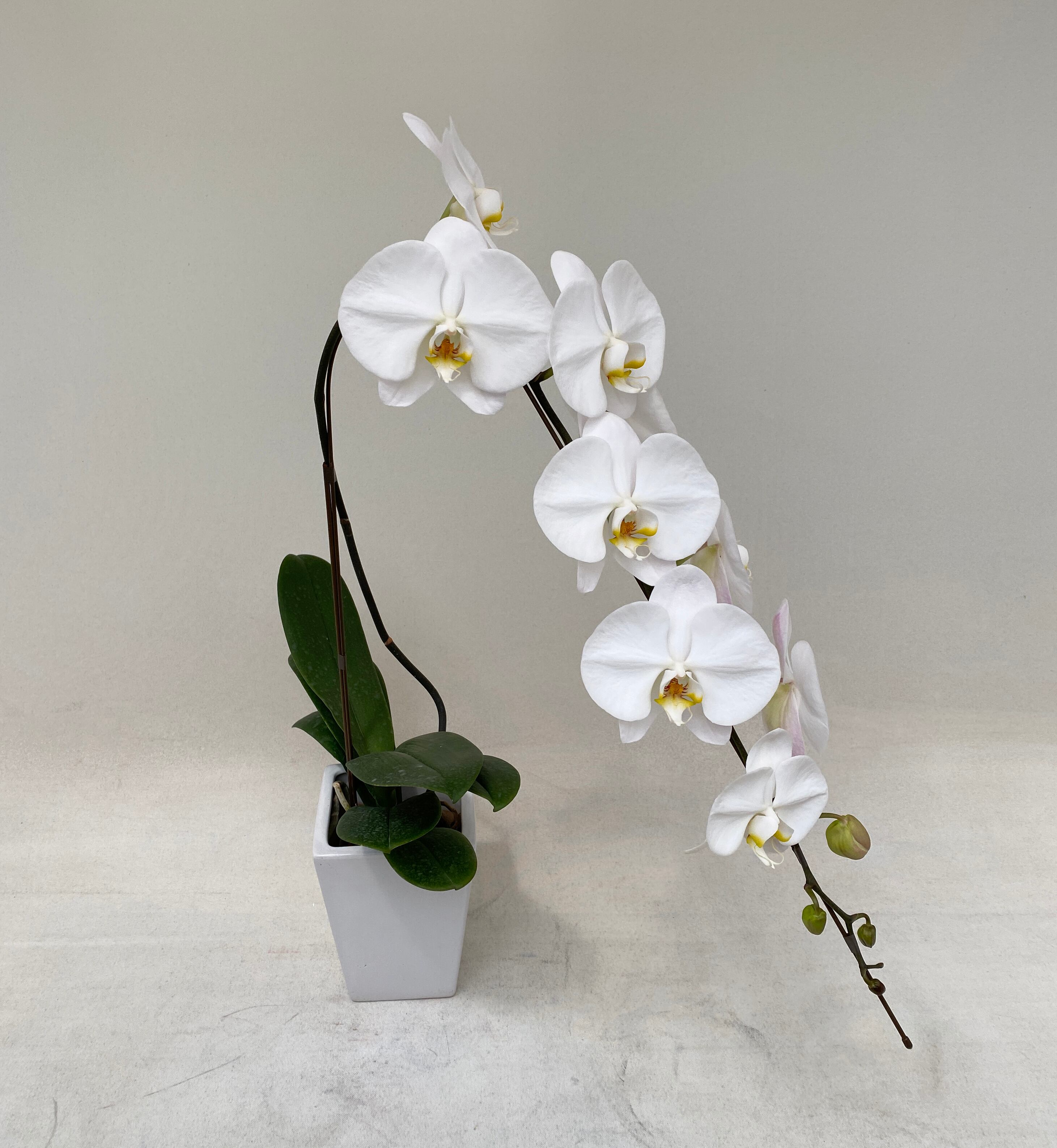 即出荷 毎日入荷 胡蝶蘭12本入り 1ケース リピート限定 ハンドメイド 日用品 インテリア Roe Solca Ec