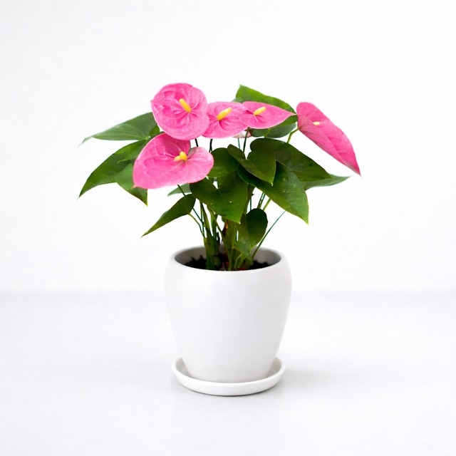 記念日に捧げる観葉植物アンスリウム 5号 陶器　ロイヤルピンク