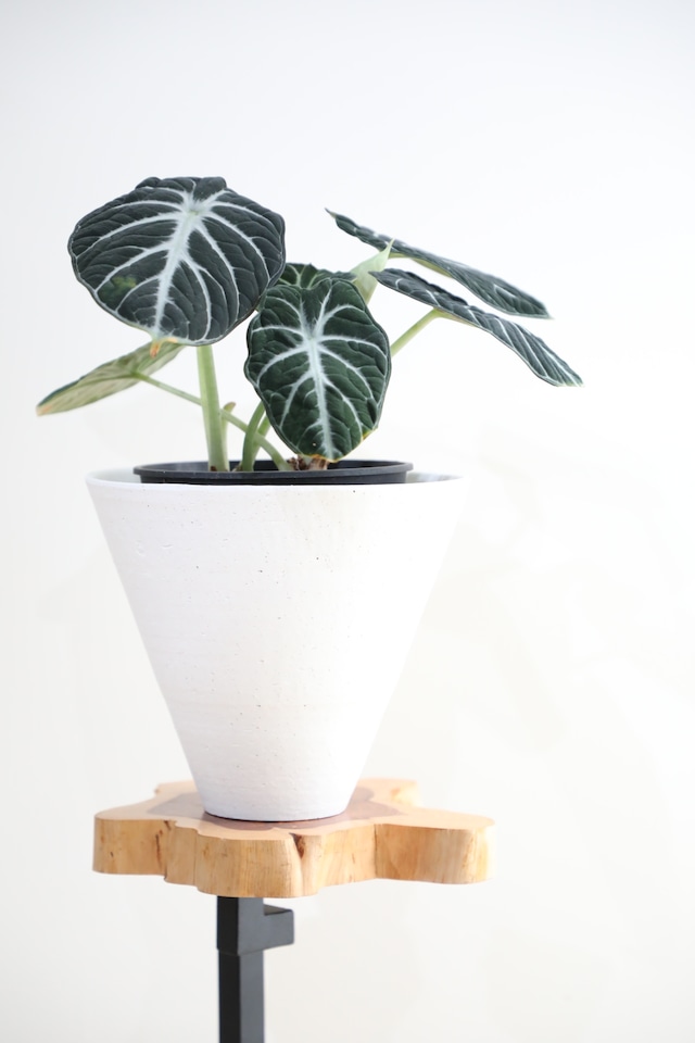 【M】アロカシア ニンジャ/Alocasia reginula Ninja ※陶器鉢カバー付き