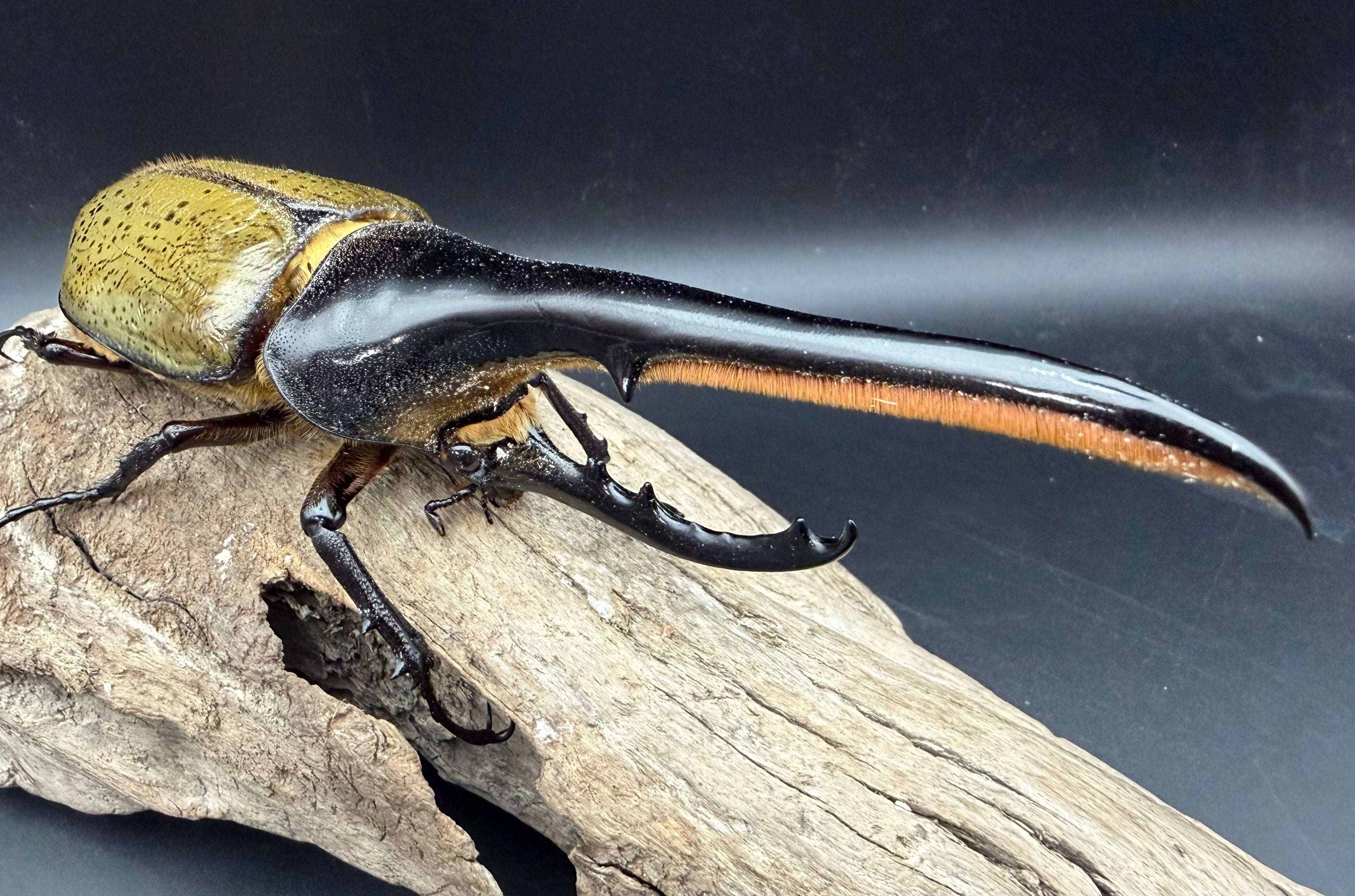 ヘラクレス・ヘラクレス 145mm ペア》 | KPW公式オンラインショップ