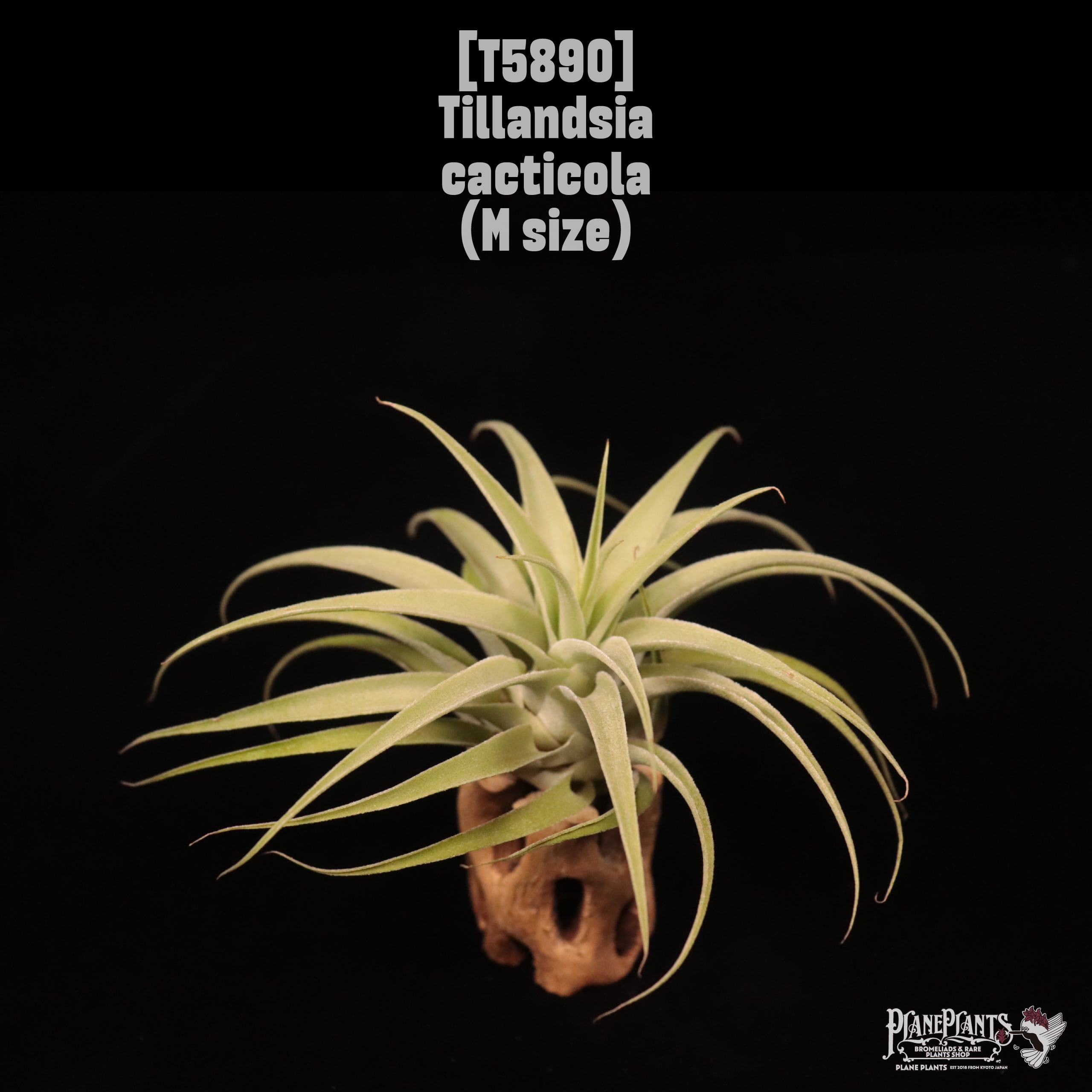 Tillandsia cacticola M〔ティランジア〕T5890