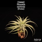 Tillandsia cacticola M〔ティランジア〕T5890