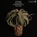 【送料無料】streptophylla ML〔エアプランツ〕現品発送T3608