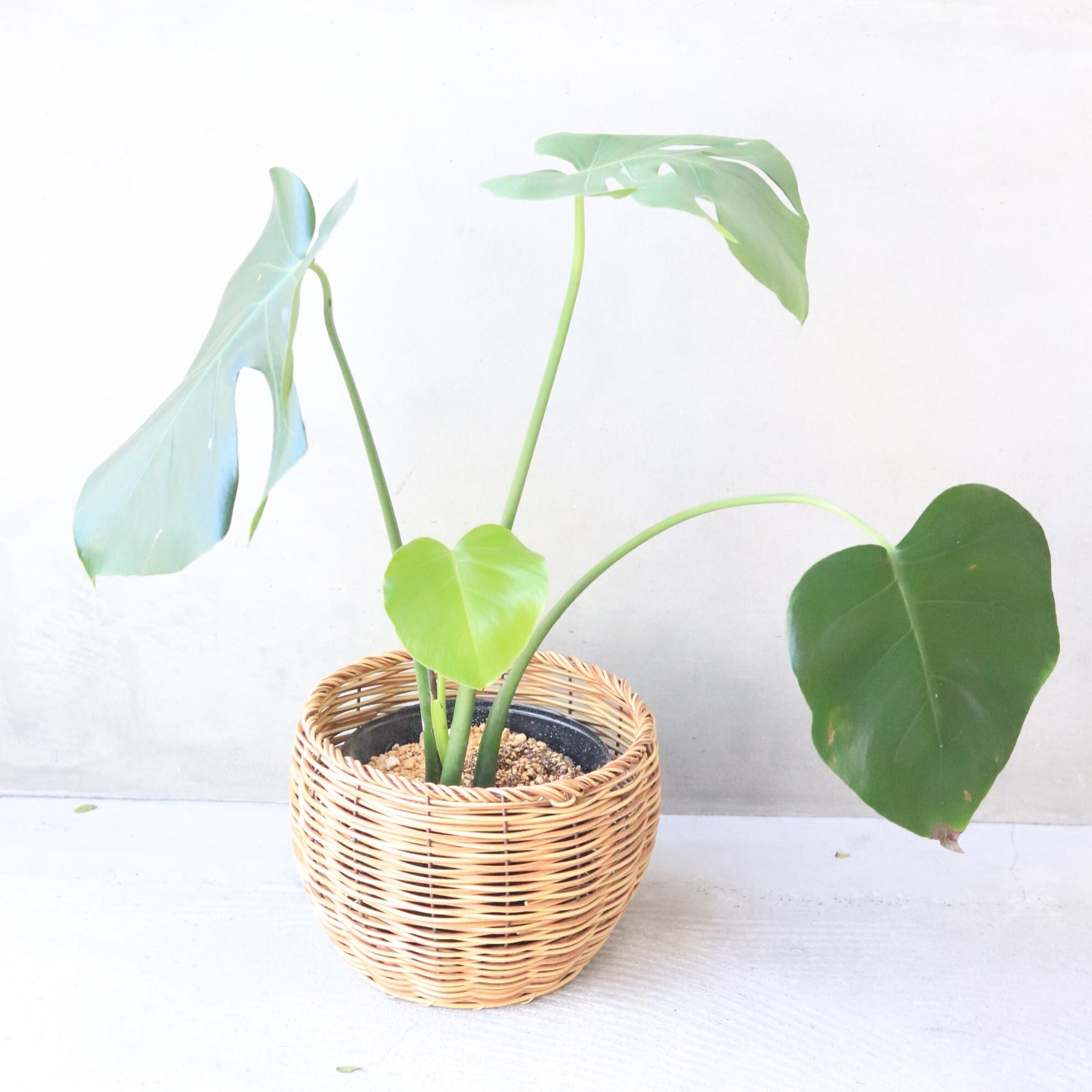 【グリーン】モンステラ