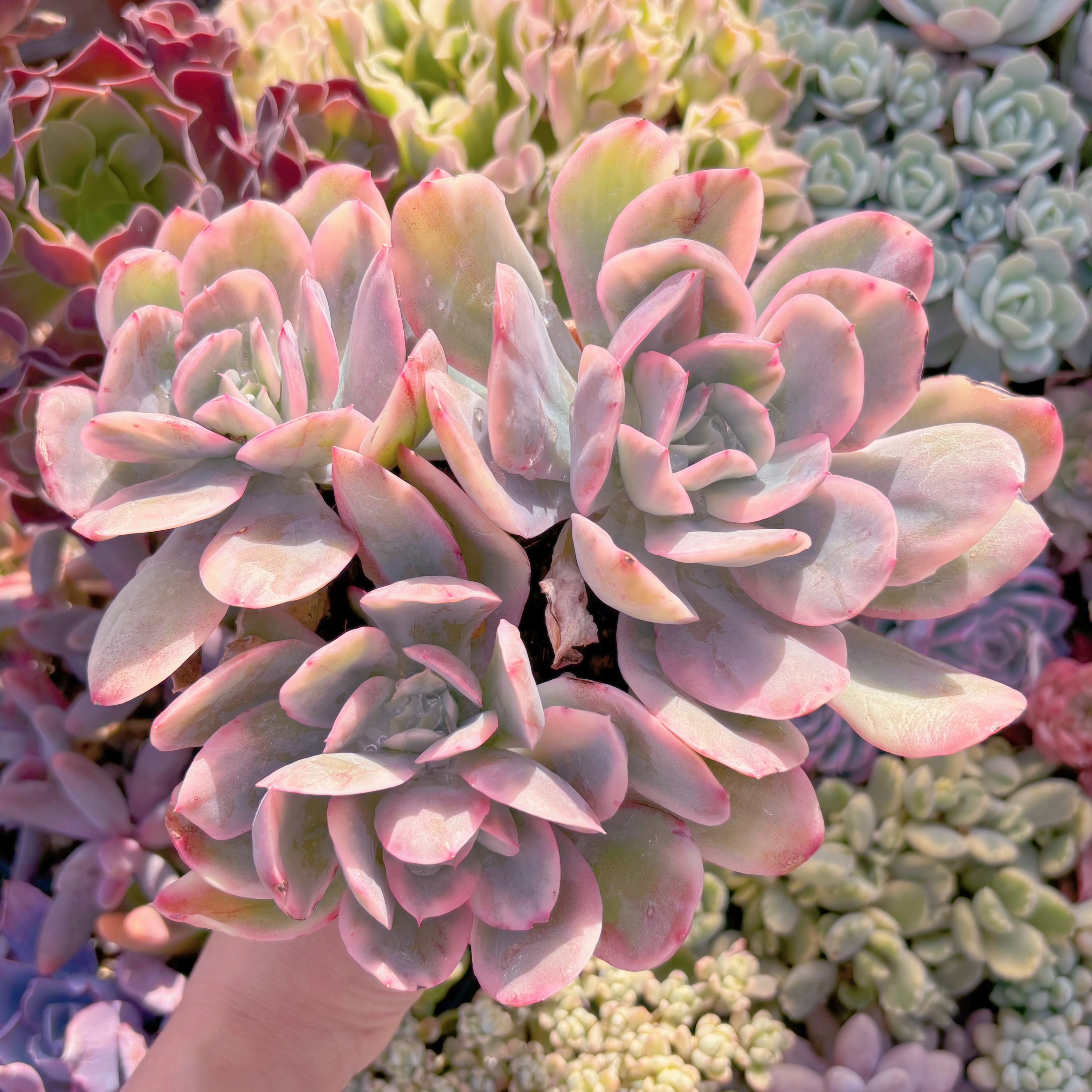 現品　ルエラ錦#781　特大群生　新入荷　るる農園