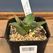 【CHAM】アガベ　チタノタ　シャーク　実生【927】