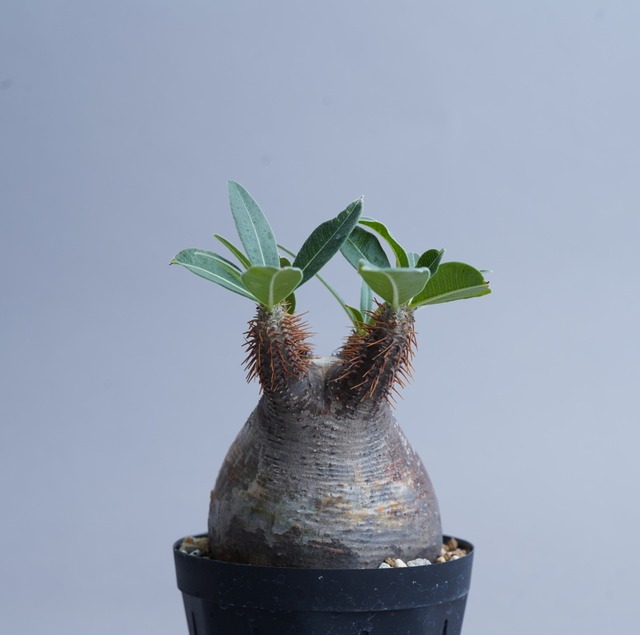 パキポディウム グラキリス no.11〈発根済み〉