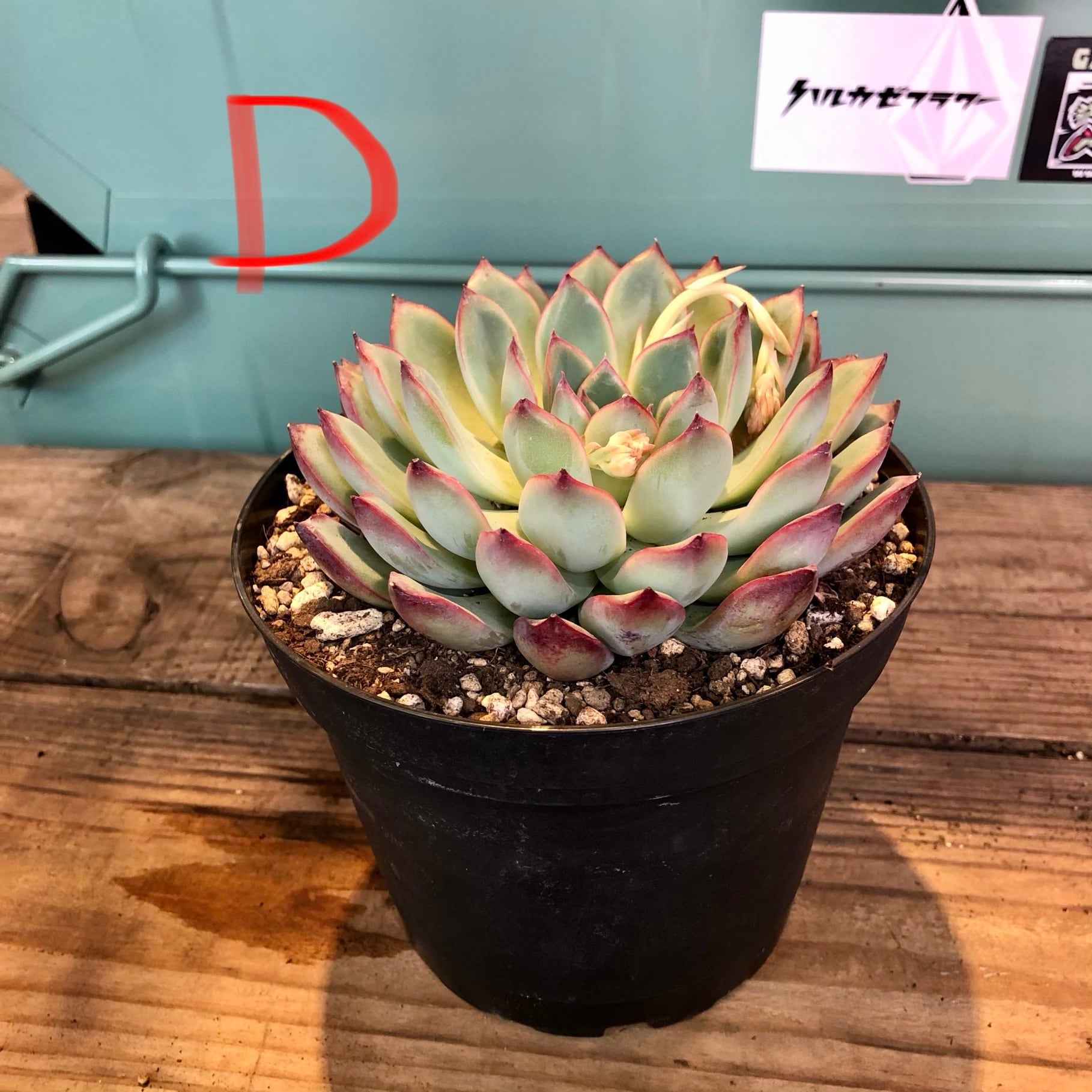 多肉植物 エケベリア 50株 X123-1 多肉植物 エケベリア ユーゴー サボテン 観葉植物 花 園芸