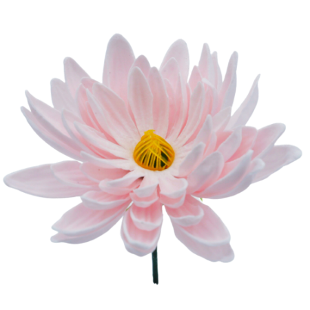 ダリアD-P3 ベビーピンク (15輪入りor25輪入り)