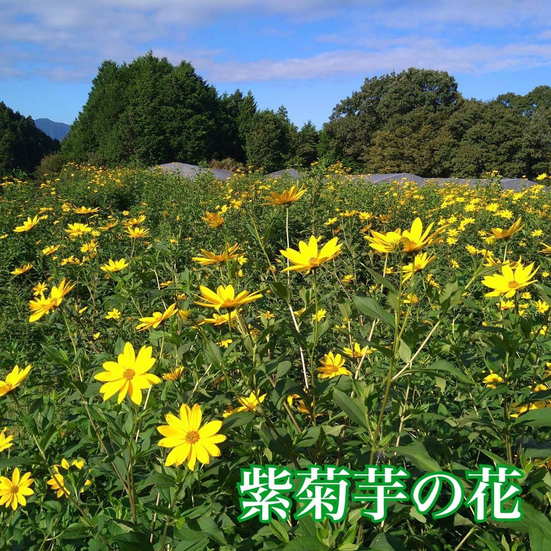 粉末紫菊芋はと麦茶（50g）(からだよろこ美シリーズ・茶） | Total