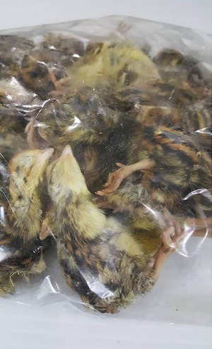 【お得な３パックセット】ペット餌用 冷凍 国産雛ウズラ 1500g 約210羽