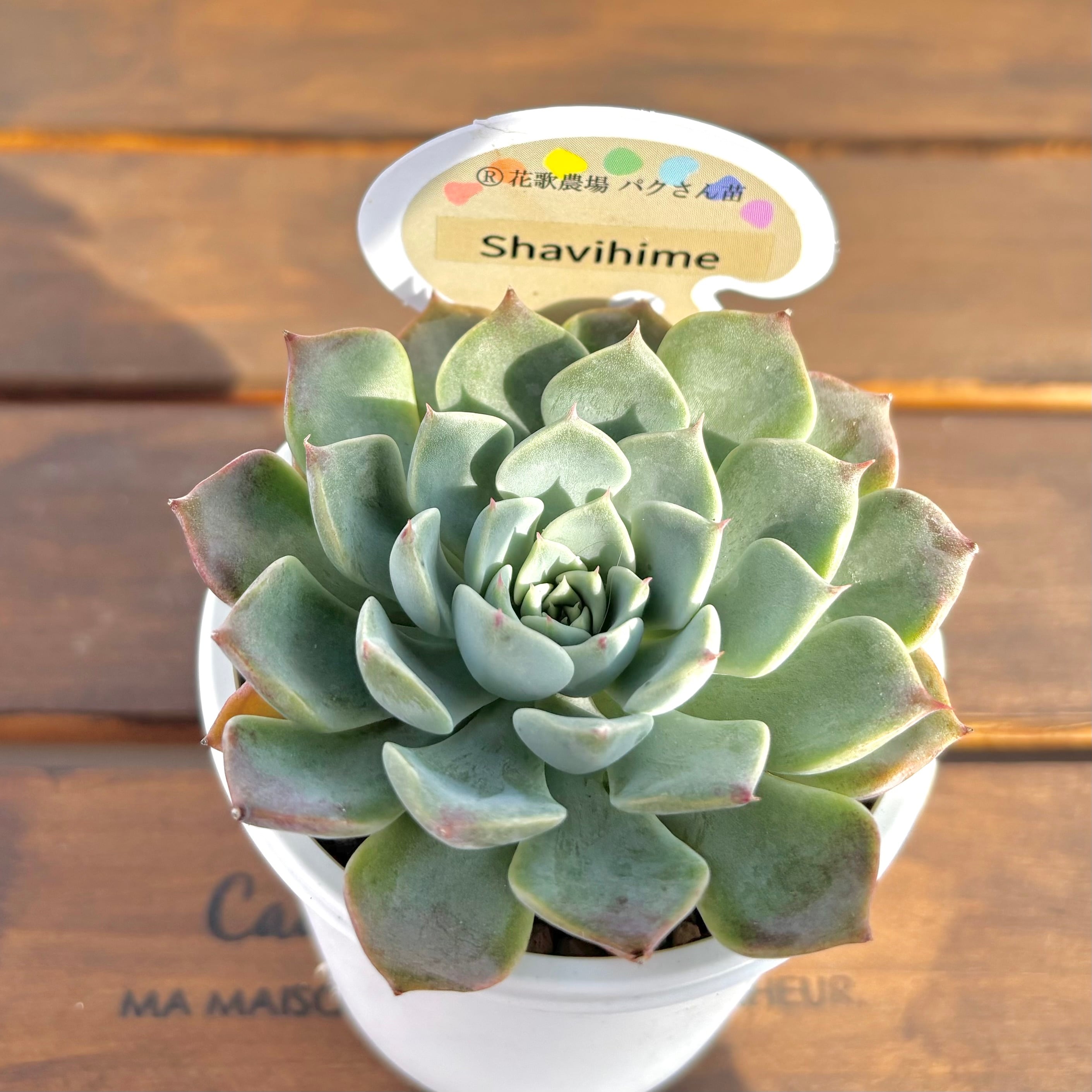 お纏め　多肉植物　ハビシャムズワルツ　新根あり お纏め 多肉植物 ハビシャムズワルツ 新根あり