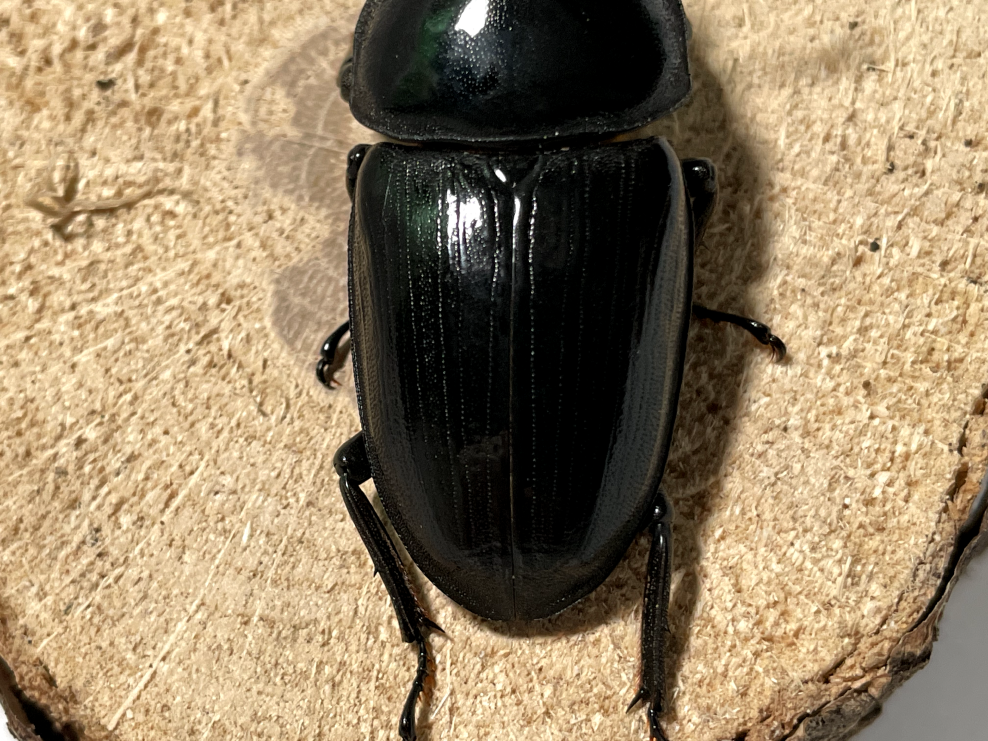 ペルー産 特大 テナガカミキリ 70mm ペルー産 特大 テナガカミキリ