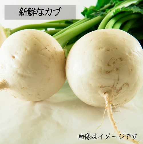 10月の朝採り直売野菜 ： カブ　約3～4個　 新鮮な秋野菜　10月31日発送予定