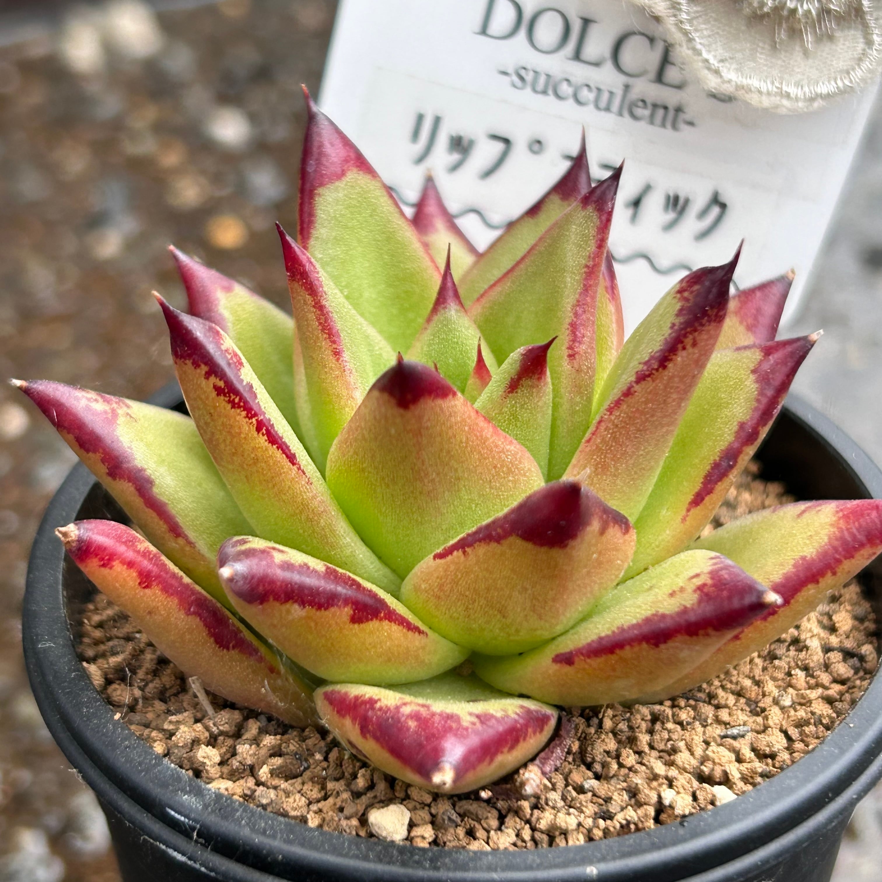 多肉植物 韓国苗 レッドグラス 【公式通販】