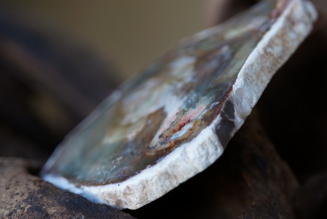 珪化木 Araucarioxylon 12