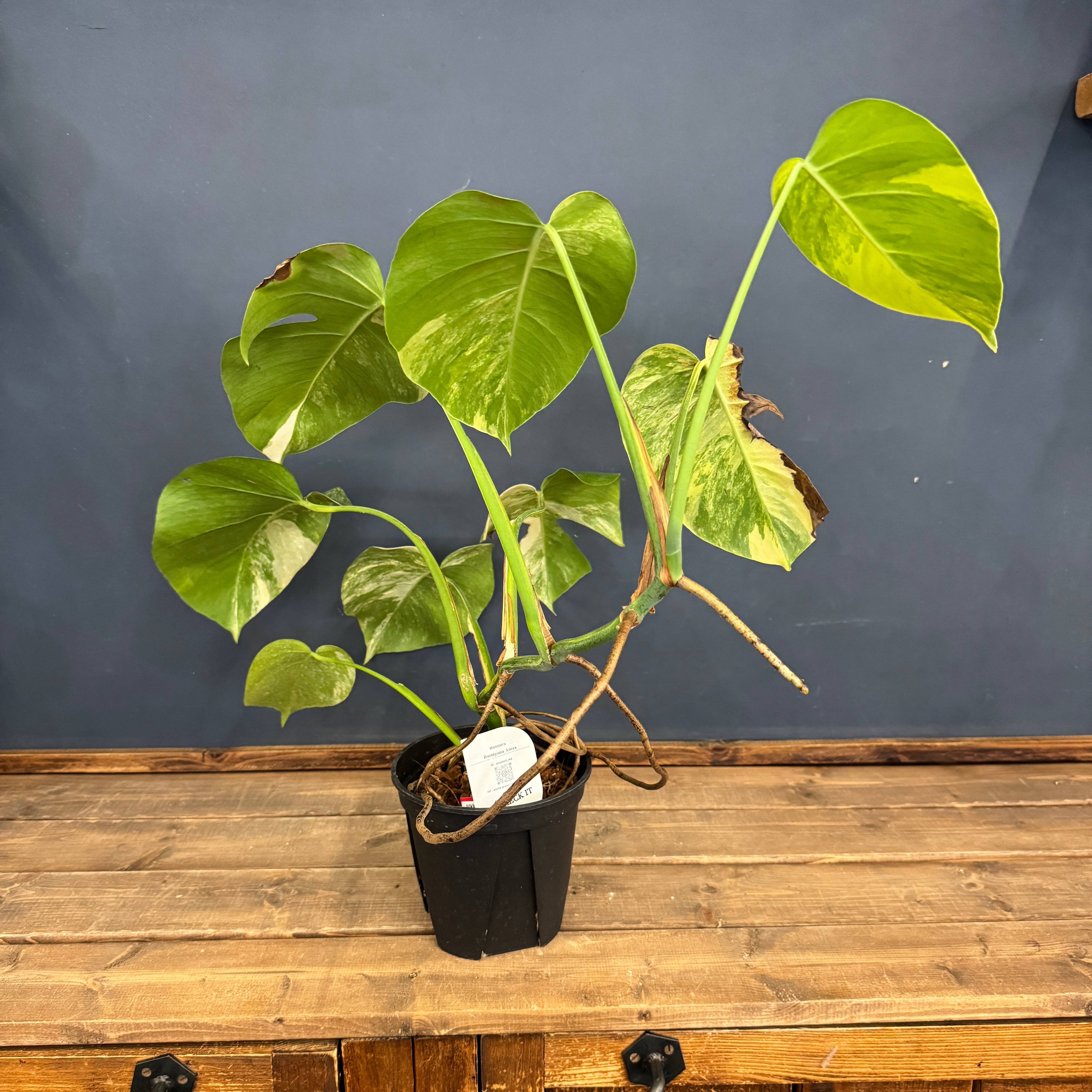 クリアランス】モンステラ ボルシギアナ オーレア(黄斑)【1008