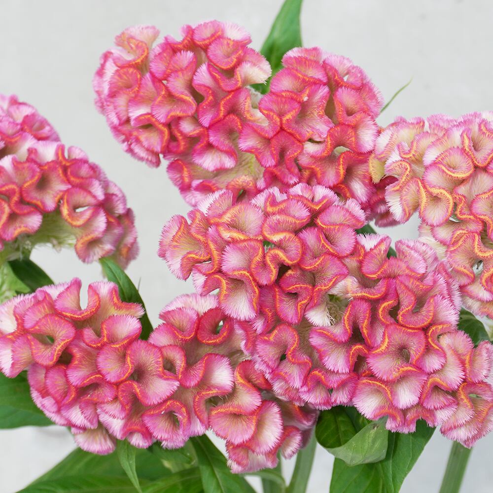 明日香園さんから届く最高品質のケイトウ ピンク5本 送料込み よいはな Yoihana 最高品質のお花をお届けするネット通販