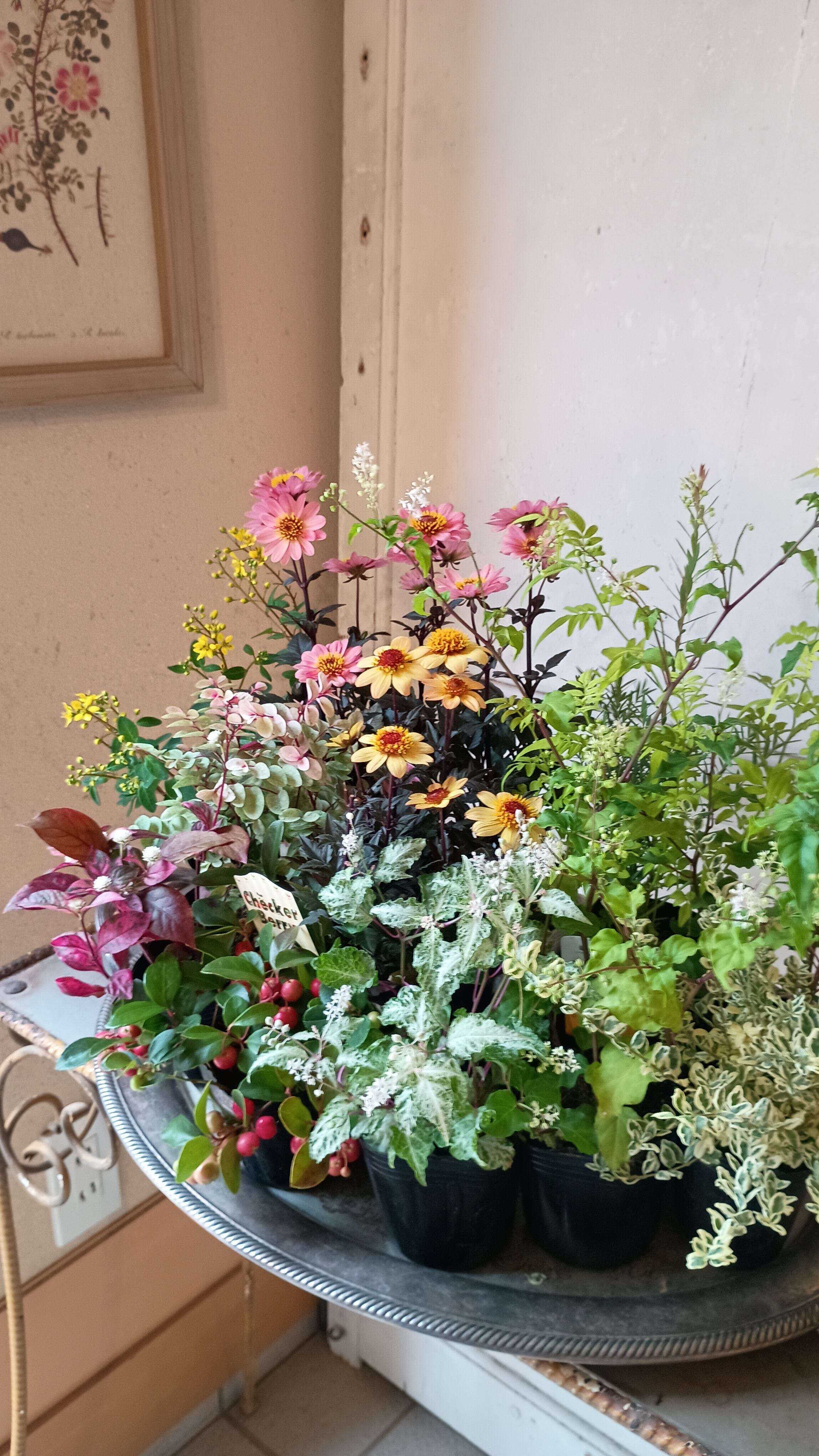 【花苗セット】銅葉ダリアのカラフルオータムギャザリング花苗セット