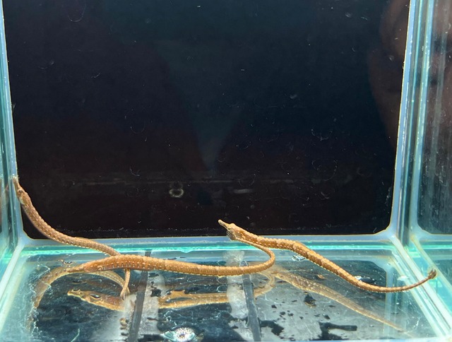 【希少WILD】アフリカンピグミーパイプフィッシュ◆極美！天然・健康個体 1匹