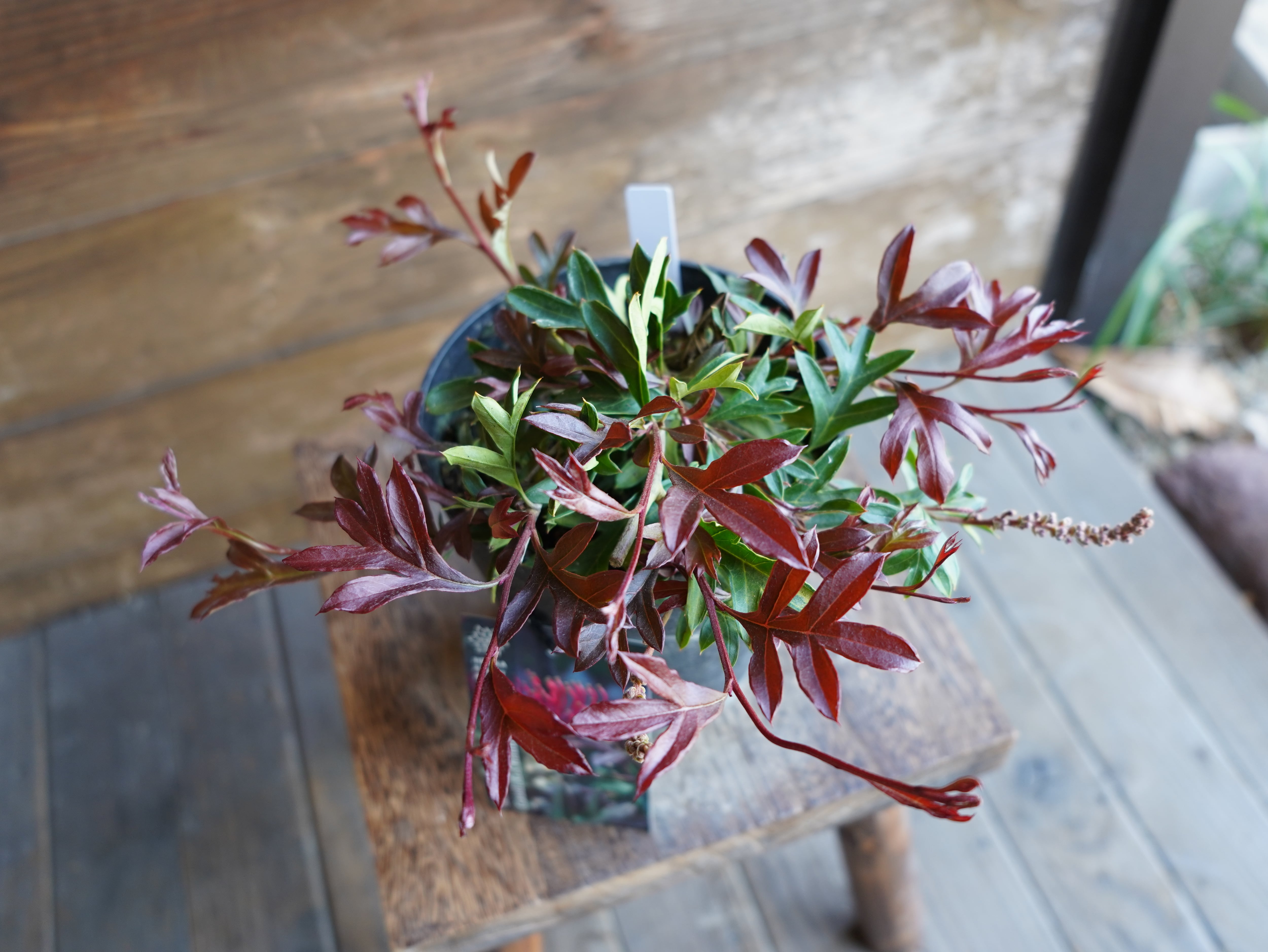 【現物】グレビレア "ガウディチャウディ" A