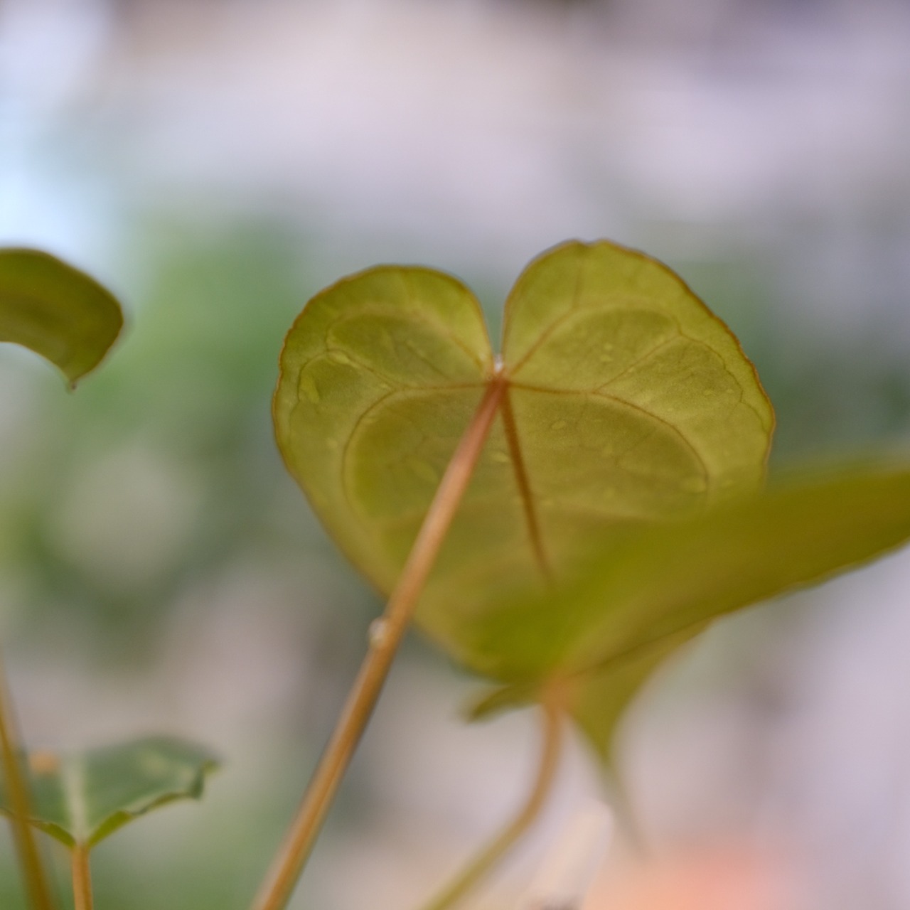 アンスリウム ドラヤキ × レッドクリスタリナム / Anthurium Dorayaki × Red Crystallinum② / 観葉植物<育て方・花言葉>