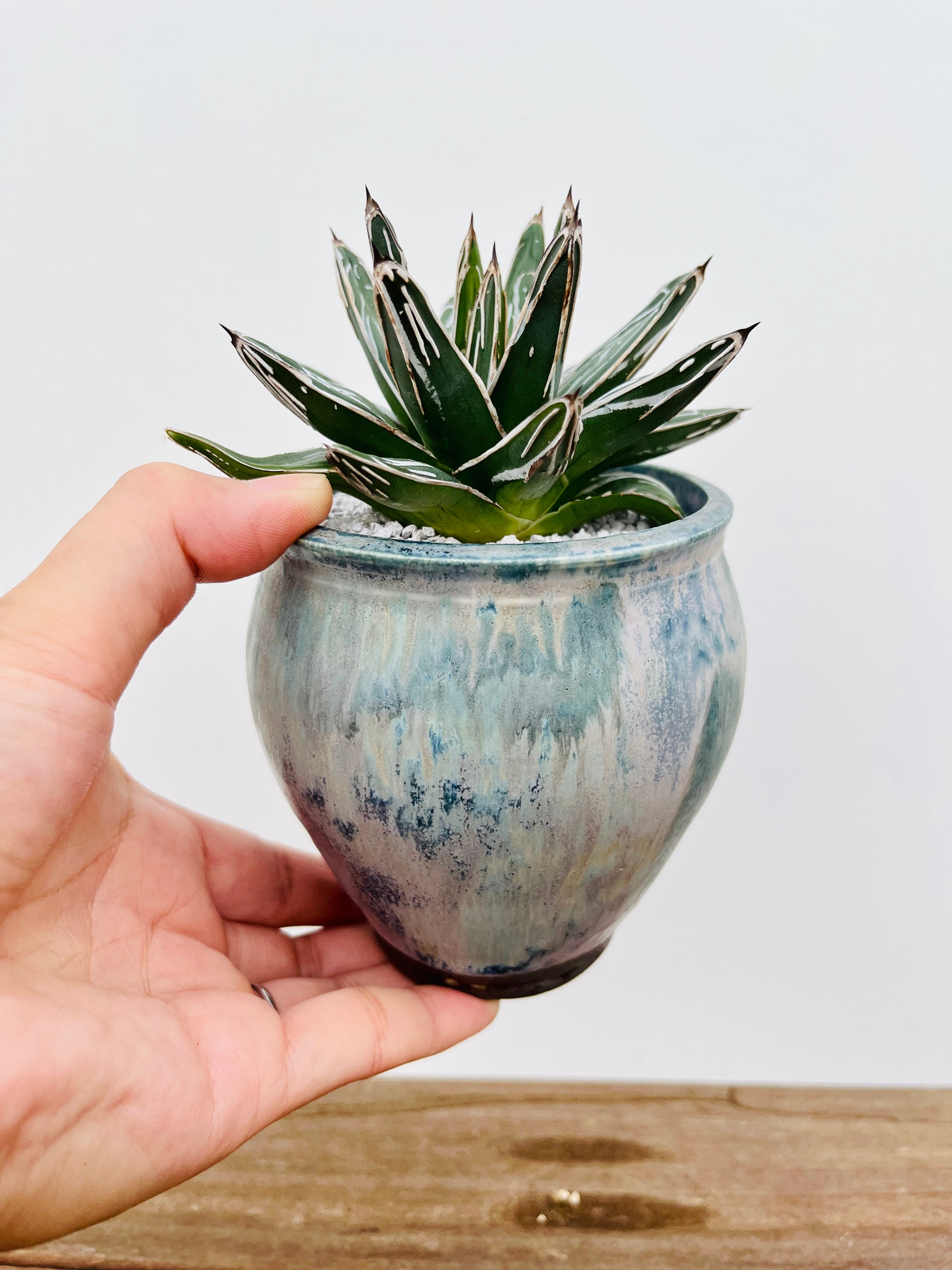 Agave victoriae reginae アガベ 笹の雪 多肉植物 | plants MARU