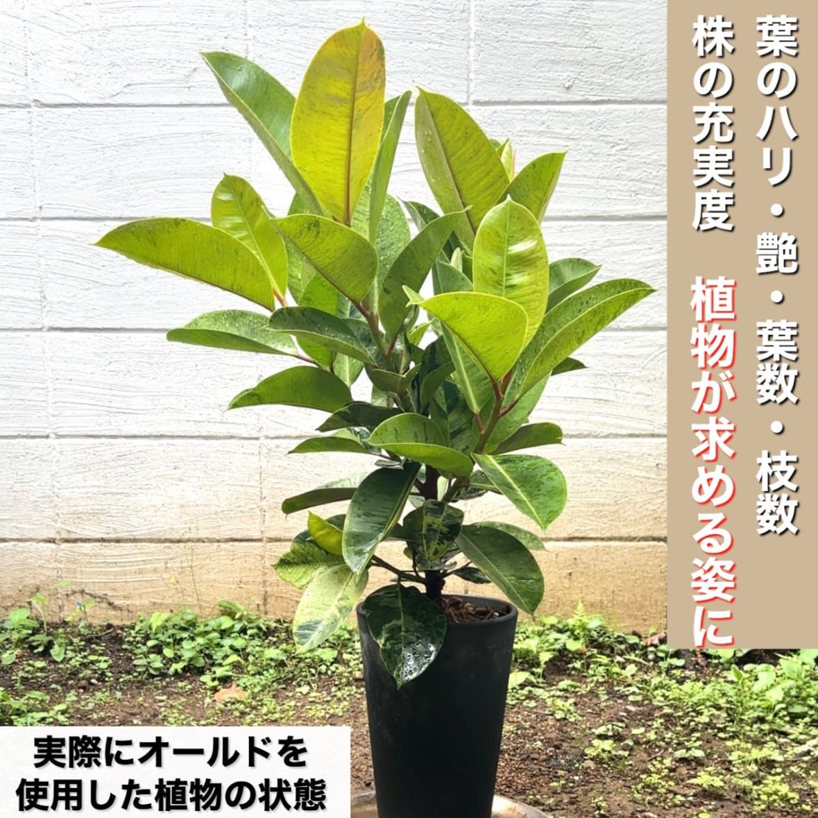 6L 〚植物と一緒に育てる土 