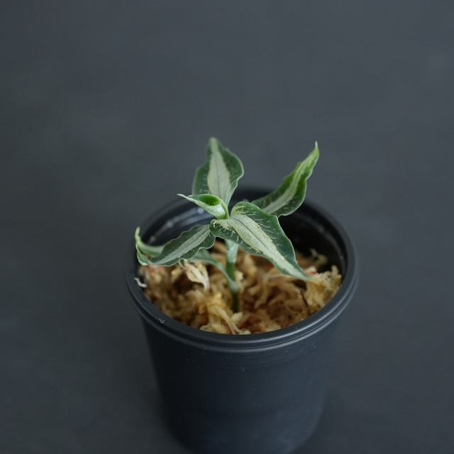 ◆現品◆アスピドギネ アルゲンティア【ジュエルオーキッド宝石蘭／石崎バイオ】#910