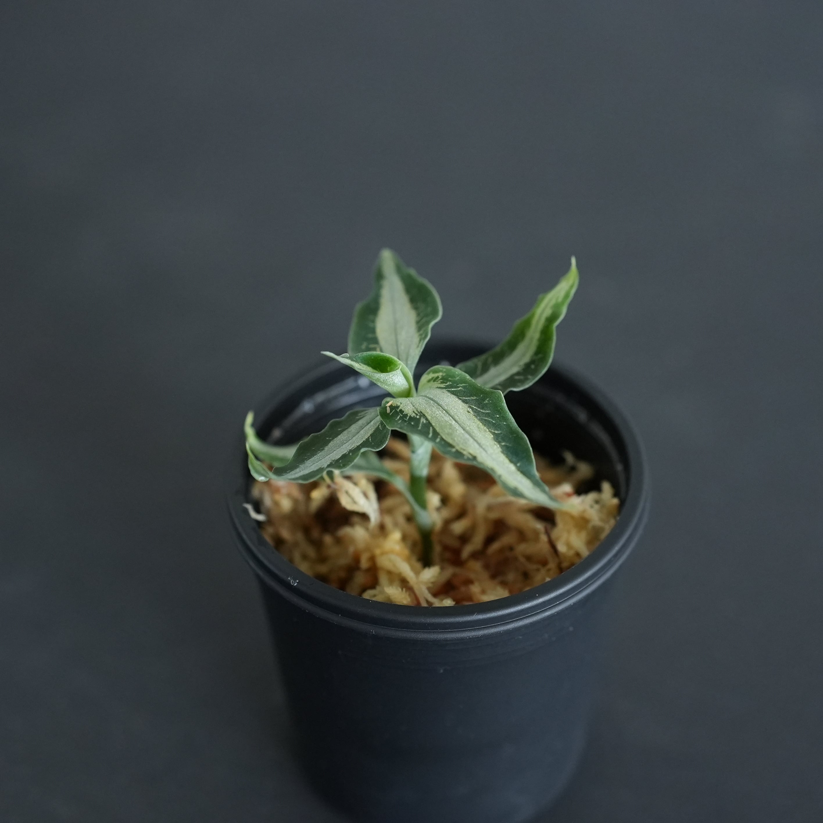 ◆現品◆アスピドギネ アルゲンティア【ジュエルオーキッド宝石蘭/石崎バイオ】#910