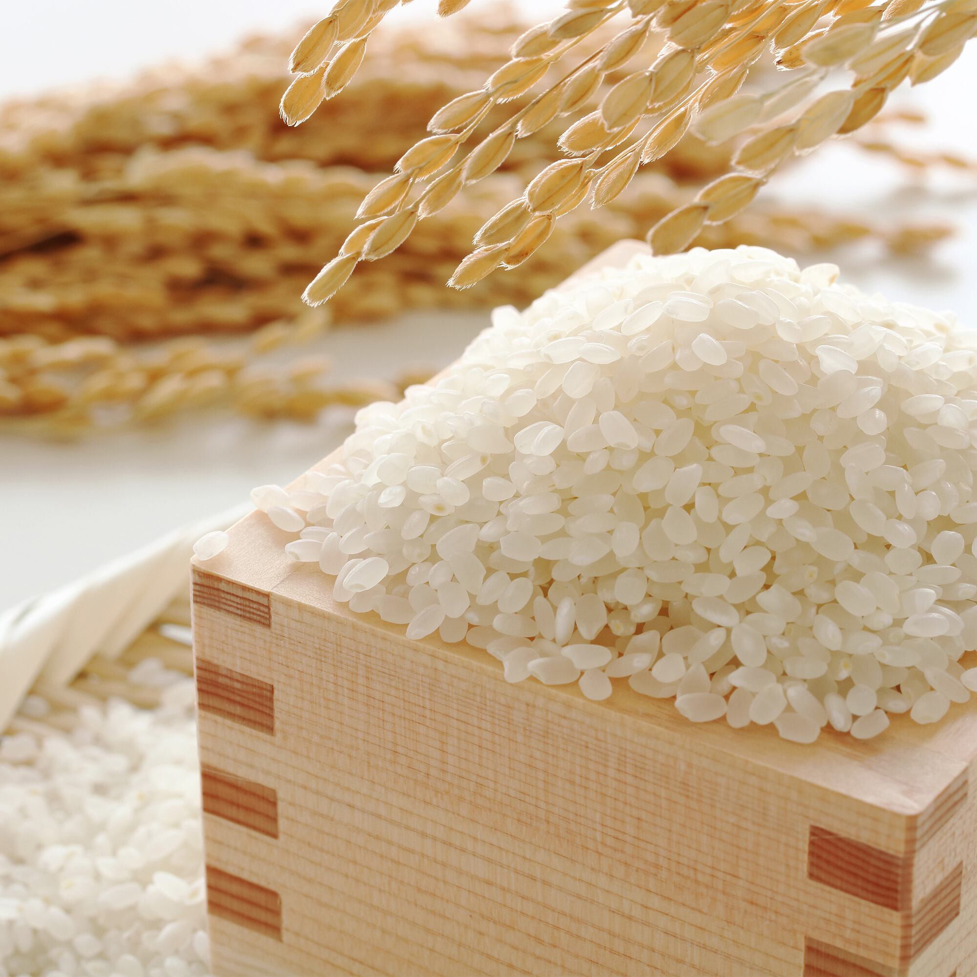 令和6年産 京都丹後米 玄米30キロ