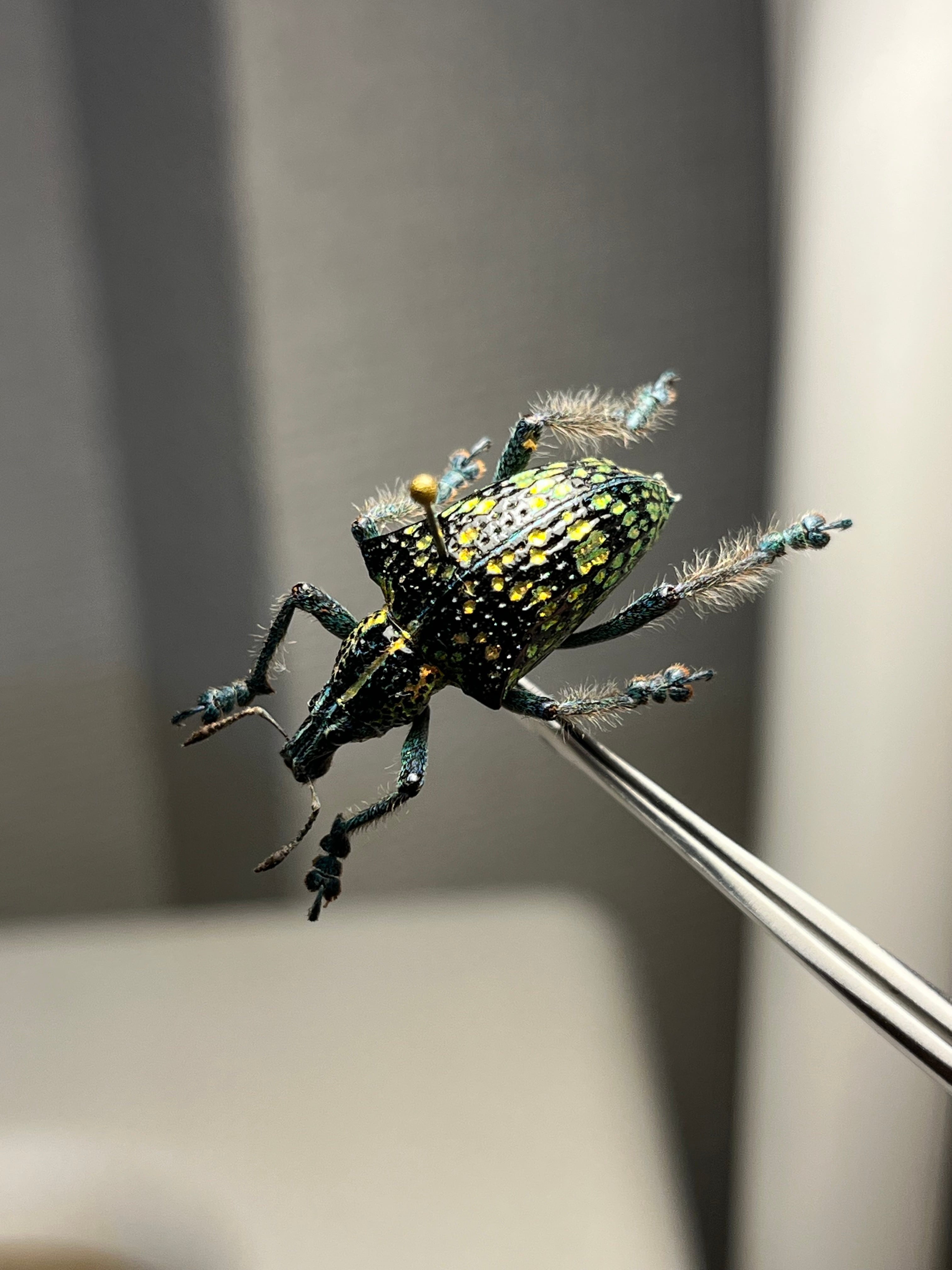 美麗♀】オオエンマハンミョウ Manticora タンザニア産 昆虫標本