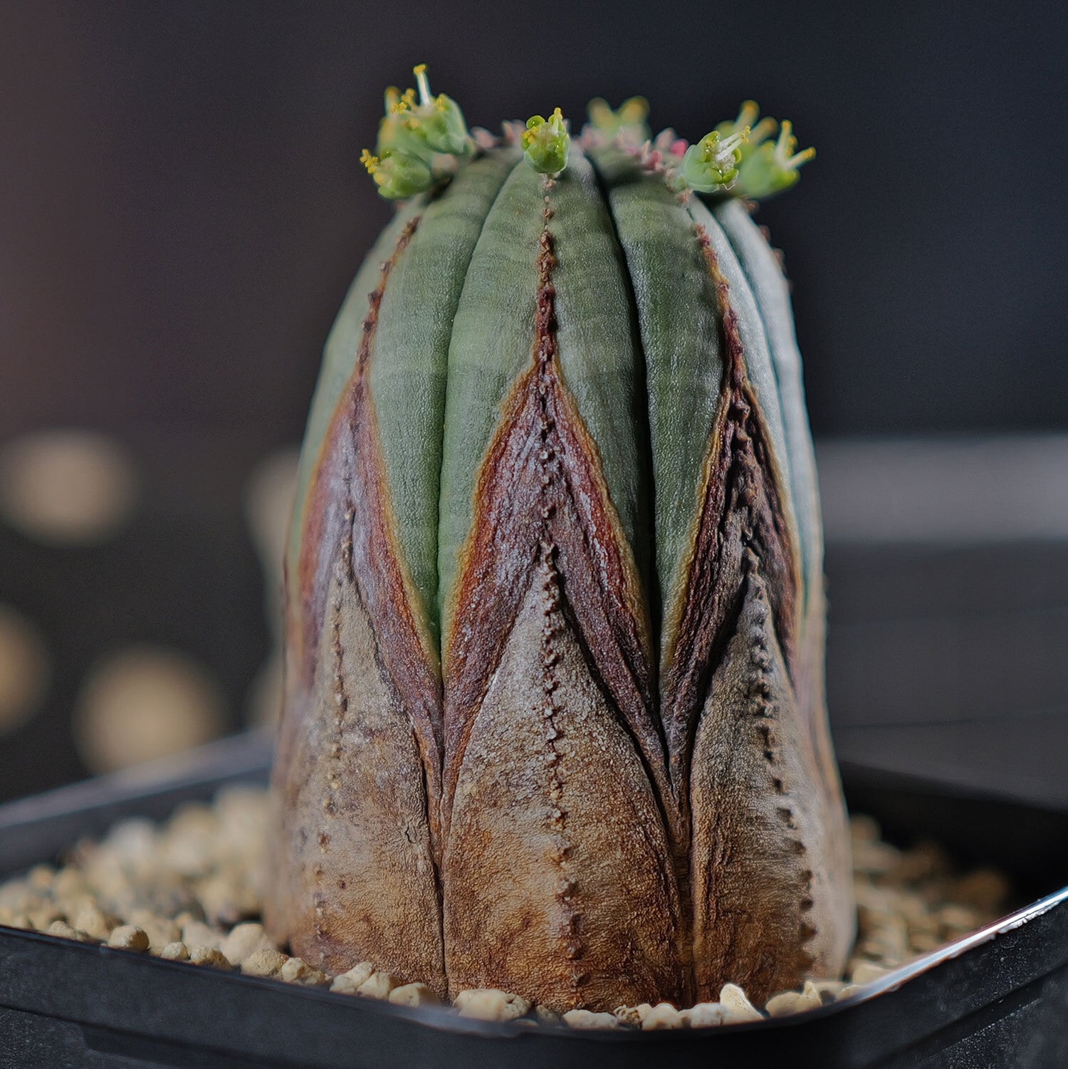 ユーフォルビア オベサ(メス) 美株 メス株 超美模様 木質化 マイクロオベサ / ユーフォルビア