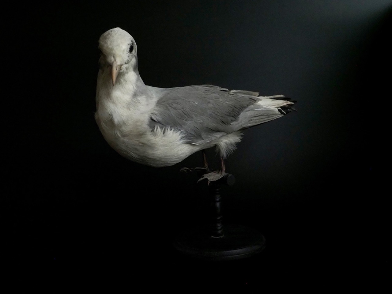 鳥の剥製 Mouette Ⅱ