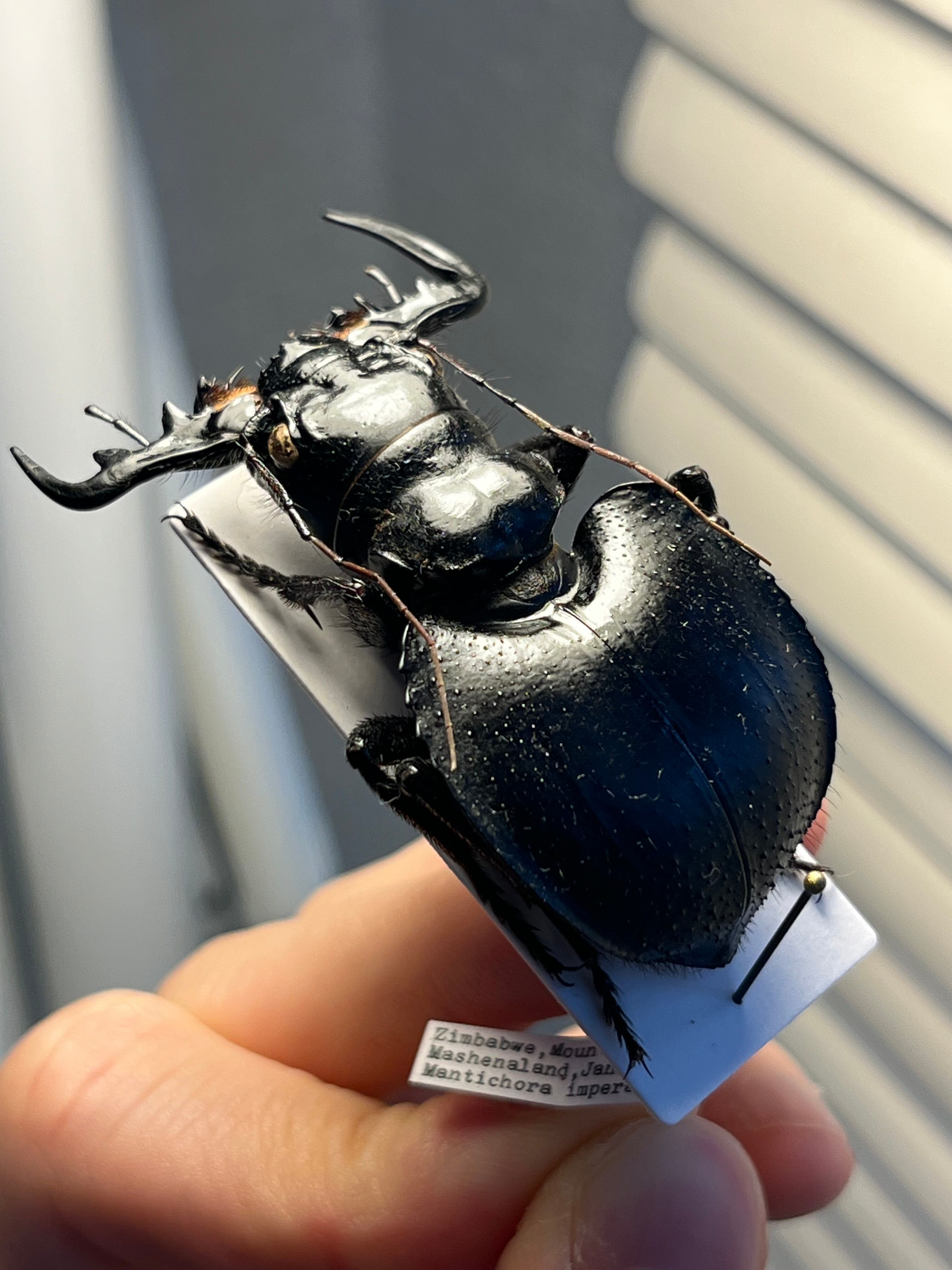 大閻魔斑猫最大種】オオエンマハンミョウ Manticora タンザニア産 昆虫