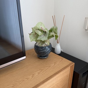 シンゴニウム・ミルクコンフェッティ